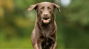 Should a lab mix take after their labrador retriever parent, they will be a. Rottweiler Labrador Retriever Mix Labrottie Breed Info Pictures More