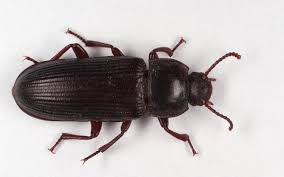 Tenebrio Google Search Artropodes