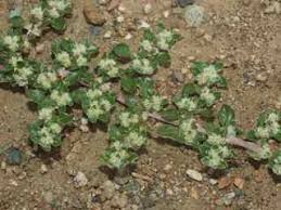 Image result for Guilleminea densa