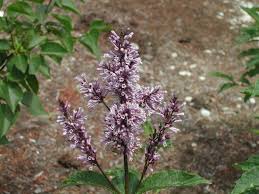 Image result for Syringa prestoniae