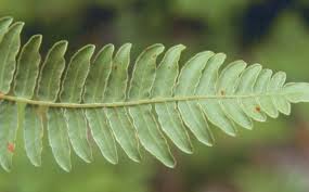 Image result for Pteridium aquilinum