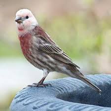 Linnet Finch Mutant Pajaros Aves