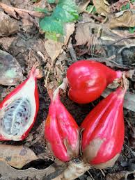 Image result for Aframomum corrorima