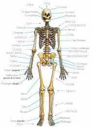 Quelles sont les fonctions des os du corps humain. Les Os Du Corps Humain Blog De Armandito603