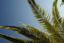 Skinning can often be done california and mexican bark trees for about $8 to $12 per foot. Palm Tree Removal Trimming Tree Removal