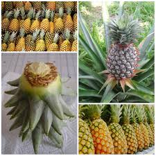 Compare prices & read reviews. Growing A Pineapple At Home