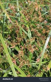 Image result for Cyperus longus