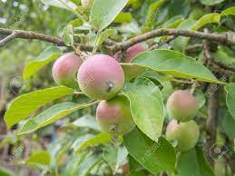 Here you can learn about some of the best types of apple trees to grow in your home garden, which climates they are most suited to, and what their care requirements are. Apple Is A Sweet Edible Fruit Produced By An Apple Tree Malus Stock Photo Picture And Royalty Free Image Image 129769799