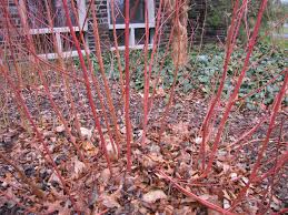 Image result for Sericorema sericea