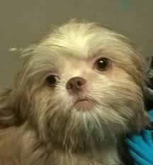 Annual cost of owning a shih tzu puppy. Cheryl Shih Tzu Stud In Greensboro North Carolina
