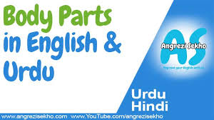 List of body parts name in urdu and hindi with urdu meanings in english letters help those who cannot read urdu. Body Parts Name In Urdu And Hindi