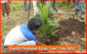 Jambak bunga hermaphrodite (bunga jantan dan bunga betina pada. Kaedah Penanaman Kelapa Sawit