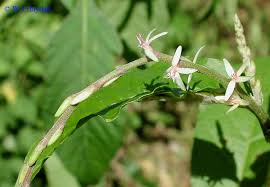 Image result for Petiveria