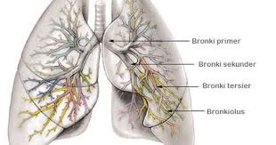 Bronkus Bagian Dari Alat Pernapasan Pada Manusia Manusia Sistem Reproduksi Biologi