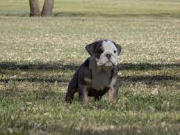 The rescue mission has been awarded a 2018 platinum seal of transparency from. Litter Of 3 Bulldog Puppies For Sale In El Paso Tx Adn 24614 On Puppyfinder Com Gender Male Age 8 Weeks Old Bulldog Puppies Puppies Puppies For Sale