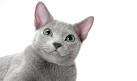 Russian Blue Kittens for Sale - Adoptapet