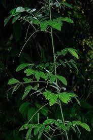 Image result for Entada gigas