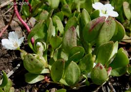 Image result for Montiniaceae