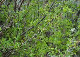 Image result for Commiphora pteleifolia