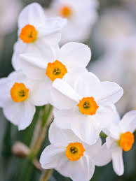 We did not find results for: Birth Month Flowers And Meanings Behind Them Better Homes Gardens