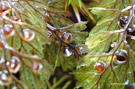 Image result for Hymenophyllum triangulare
