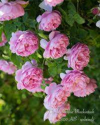 Roses do not like to dry out particularly when freshly planted. Charles Rennie Mackintosh Jude The Obscure And Pinkerbelle