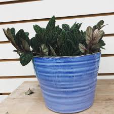 Image result for Pellaea doniana