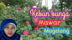 Dalam bahasa inggris bunga ini dinamakan dengan nama flamingo lily dengan nama. Kebun Bunga Mawar Magelang Youtube