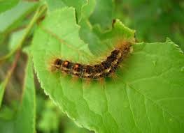 The caterpillar with a crown of spikes is a tailed emperor, polyura sempronius. Short Update About Brown Tail Moth In Maine Courtesy State Forest Service Penbay Pilot