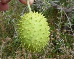 Image result for Acanthosicyos naudinianus