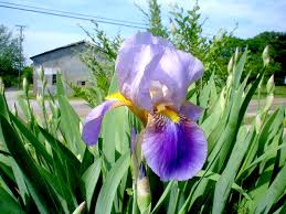 Résultat de recherche d'images pour "iris"