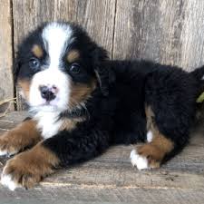 Maybe you would like to learn more about one of these? Price Bernese Mountain Dog Puppy 635953 Puppyspot