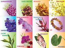 The easiest orchid to grow is a phalaenopsis. Orchid Thailand