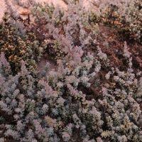 Image result for Suaeda plumosa