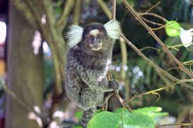 Tropical rainforests, because of their location near the equator, cover only a small area on our planet. 10 Remarkable Rainforest Animals