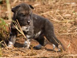 African painted dogs ( lycaon pictus ) are genetically unique in the world of canids. Painted Dog Pups Begin To Emerge In Zululand Wildlife Act