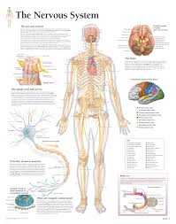 the nervous system