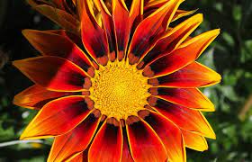 Una composizione floreale in cesto di vimini con fiori dai colori vivaci. Gazania Il Fiore Che Di Sera Si Chiude Fuori Di Verde