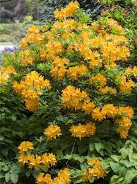 Image result for Rhododendron molle