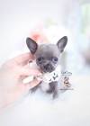 - Washington Chihuahua Rescue - ADOPTIONS - Rescue Me!