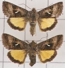 Image result for Syngrapha hochenwarthi