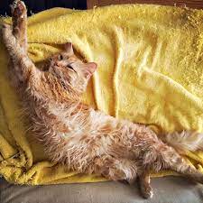 Deciding when to put your cat down with heart failure is a very difficult decision. Shelter Cat Struggles With Chronic Diarrhea Marigold S Story Animalbiome