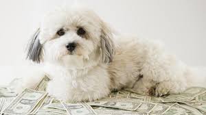 The best pet insurance ever by nationwide®. How Much Does Pet Insurance Cost Forbes Advisor
