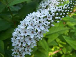 Maybe you would like to learn more about one of these? Names Of Small White Flowers Lysiimachia Clethroides Agm Arching Spikes Of Small White Flowers White Flowers Names Small White Flowers White Flowers