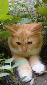 Ah Malu Di 2020 Hewan Kucing