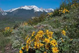 Spring misty mountain peach flowers. Colorado Rocky Mountain Spring Wildflower Landscape Photograph By Cascade Colors