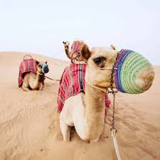 Book a camel ride package with dubai private tour, a leading online private that is dedicated to help tourists have a great vacation in dubai. Travel Guide Writer Wera Ulrik Ride Camel In Dubai