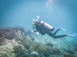 Diving Panama Cala Mia Resort Panama Travel Marine National Park Train Adventure
