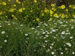 Boltonia asteroides () , sert. Sternwolkenaster Snowbank Expertenwissen Zu Dieser Staude
