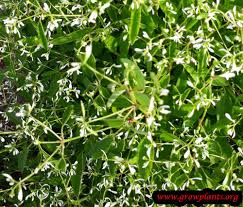 Image result for Euphorbia graminea